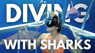 CAGE DIVING WITH SHARKS IN HAWAII | NORTH SHORE OAHU // HAWAII TRAVEL VLOG