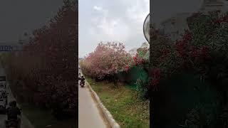 ranri raixeu full vanda#purbi #rukum #vlogs
