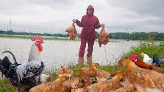 Transport Chickens at Night to Avoid Flooding. Raising Organic Chickens in The Forest