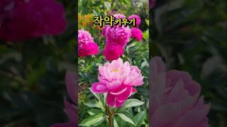 꽃 중의 꽃, 작약이 피었습니다 | 향기까지 품은 봄 정원이야기.#작약#향기나는꽃#예쁜꽃 #노지월동
