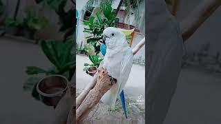 #beautiful #white#Macow#Bird#in the Maldives #Tharindu-Vlogs ️️️