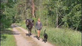 wandern mit Pferd und Hund