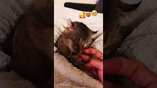 Adorable Polydactyl Savannah Lynx Cat Loves Me  #shorts