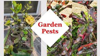 Most Common Summer Garden Pests