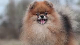 Pomeranian from kennel Darikar