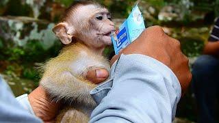 New abandoned baby monkey in Sovanna group - Abandoned baby monkey - released baby monkey