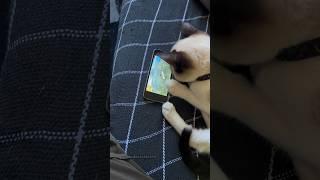 MEU GATO GANHOU UM IPHONE E ENSINEI ELE A JOGAR FREE FIRE  #humor #viral #gatos