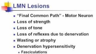 Anatomy Motor Exam: LMN Lesion Clinical Findings