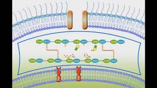Penicillin Mechanism of Action animation video