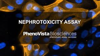 Nephrotoxicity Assay