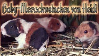 Meerschweinchen Baby-Boom / Heidi ihre Babys sind da! / US-Teddy Nachwuchs im Außengehege