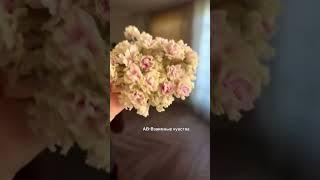 АВ-Взаимные  чувства. необычный сорт. Цветы не раскрываются полностью. #Фиалка #цветы #сад.