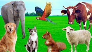 Funny Animal Sounds - Dog, Elephant, Cow, Parrot, Squirrel, Sheep - Familiar Animals