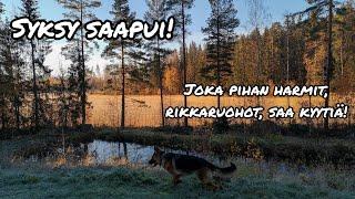 RIKKARUOHOT KURIIN! Pihan vaivaan apua näistä?  #syksy #maaseutu #omakotitalo #puutarhanhoito