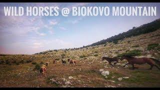 wild horses @ Biokovo mountain // fpv cinematic