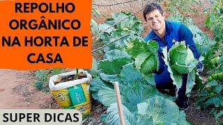 DICAS para PLANTAR  e colher MUITO REPOLHO no canteiro da FORMA CERTA e de forma orgânica! (Ep228)