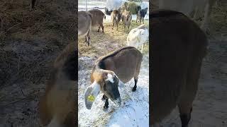 ЛПХ Лунная долина