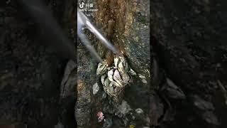 거북손 따는사람