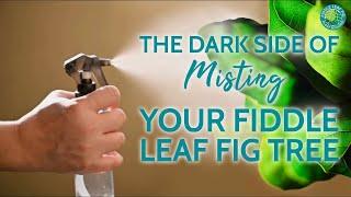 Why You SHOULD NOT Mist Your Fiddle Leaf Fig | Fiddle Leaf Fig Plant Resource Center