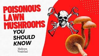 Poisonous Lawn Mushrooms You Should Know