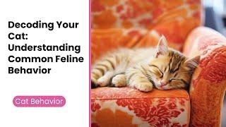 Decoding Your Cat: Understanding Common Feline Behavior