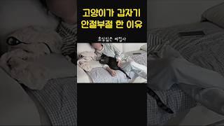 고양이가 안아주는데 집사가 감히 ㅋㅋㅋ
