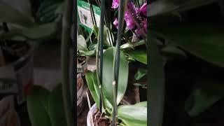 На что нужно смотреть покупая орхидеи,Орхидея, Orchidee ,Achtung beim Kauf der Orchidee