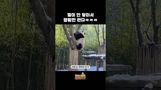 다리가 짧아 슬픈 판다, 그러나 러스타