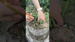 ST 757326746111209 mini rotary tillage and ridging all-in one tree ridging all-in one tree