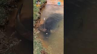 "Mystery Underwater: A Buffalo Beneath the Surface! "