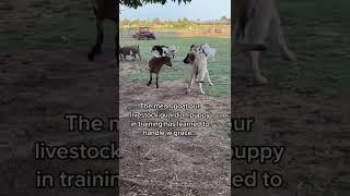 Our 3 fainting goat have chips on their shoulders our livestock guardian dog in training learning