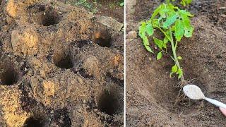 Stop Planting Tomatoes Wrong! Do THIS Instead for a Massive Harvest!