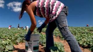 Fingers to the Bone: Child Farmworkers in the United States