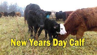 New Years Day Calf