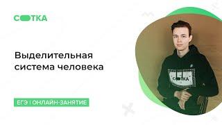 Выделительная система человека | ОГЭ БИОЛОГИЯ 2020 | Онлайн-школа СОТКА