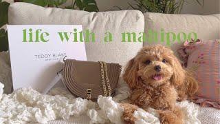 Life with a Maltipoo  Saturday vlog️🫧Teddy Blake New York 