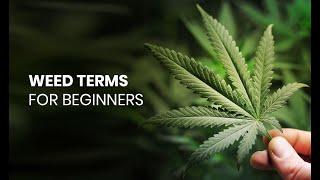 Major Cannabis Terms You Need to Know