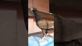 Black German Beauty Homer Pigeon Baby. #Shorts
