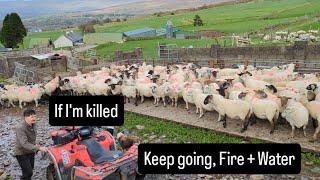 If I'm killed, keep going with Fire + water. Toughest job #tepari #sheep #cows #lambs #tractors