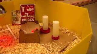 How to set up a chicken brooder for baby chicks