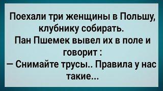 Как Три Бабы в Польшу На Клубнику Ездили! Сборник Свежих Анекдотов! Юмор!