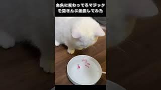 金魚に変わってるマジックを猫さんに披露してみた