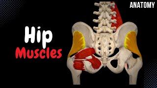 Muscles of the Hip (Groups, Origin, Insertion, Function)