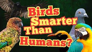 Top 10 Birds That Could Outsmart Humans