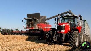 Gerste Dreschen 2015 mit 4x Massey Ferguson Mähdrescher/ Barley harvest 2015