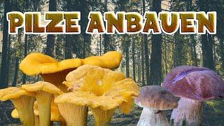 Steinpilze und Pfifferlinge einfach selber züchten - Schritt für Schritt Anleitung