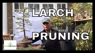 Larch Bonsai Trees how to care for Larch Larix decidua (European Larch) Pruning & care Part 1