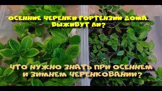 ЧЕРЕНКИ ГОРТЕНЗИИ ЗИМОЙ ДОМА. ВЫЖИВУТ ИЛИ НЕТ? ЧТО ВАЖНО ЗНАТЬ?