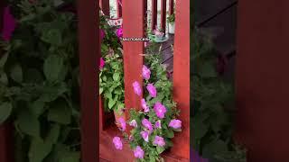 Преображение террасы от застройщика #допосле #сделайсам #своимируками