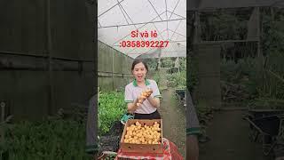 bán trái chà là tươi #chalanuoicaymo
